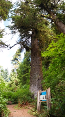 [Several photos stitched vertically centered on Giant Spruce. A sign describing the tree is just in front of it.]